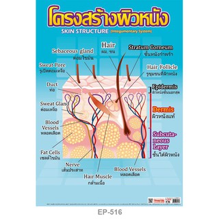 INTOP By OST Plastic Poster Skin Structure โครงสร้างผิวหนัง : 50x70 Cm #EP-516