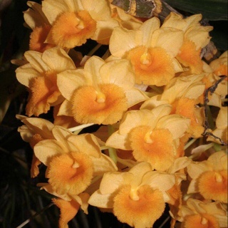 เอื้องมอนไข่เหลี่ยม Dendrobium densiflorum