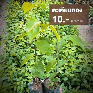 ตะเคียนทอง ต้นละ 10 บาท (ชุด30ต้น)