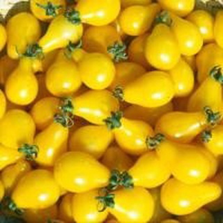 ต้นกล้า มะเขือเทศลูกแพร สีเหลือง Yellow Pear Tomato ปลูกเองสด ปลอดสารพิษ  อร่อยฉ่ำกรอบ พร้อมปลูก กล้าละ 12บาท