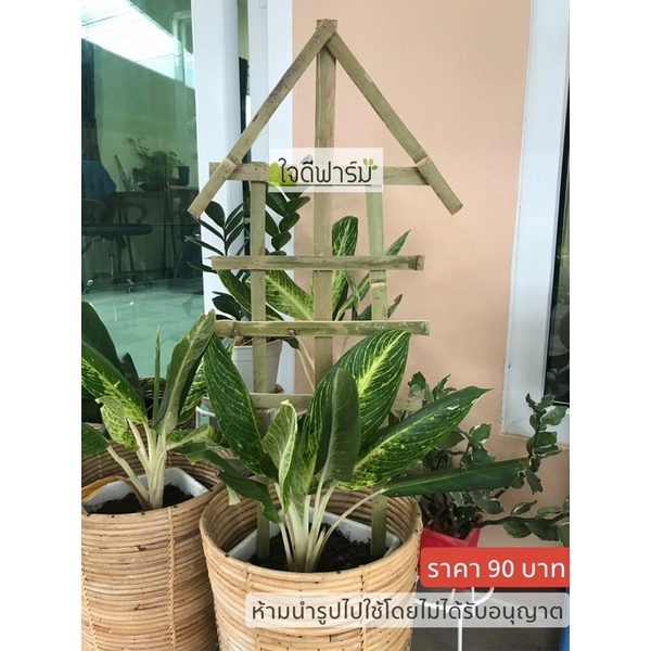 ไม้หลัก,ไม้เลื้อยกระถางเล็กขนาด 65 x 25 ซม. 1คู่ราคา 90บาท✅✅ - รูปที่ 3