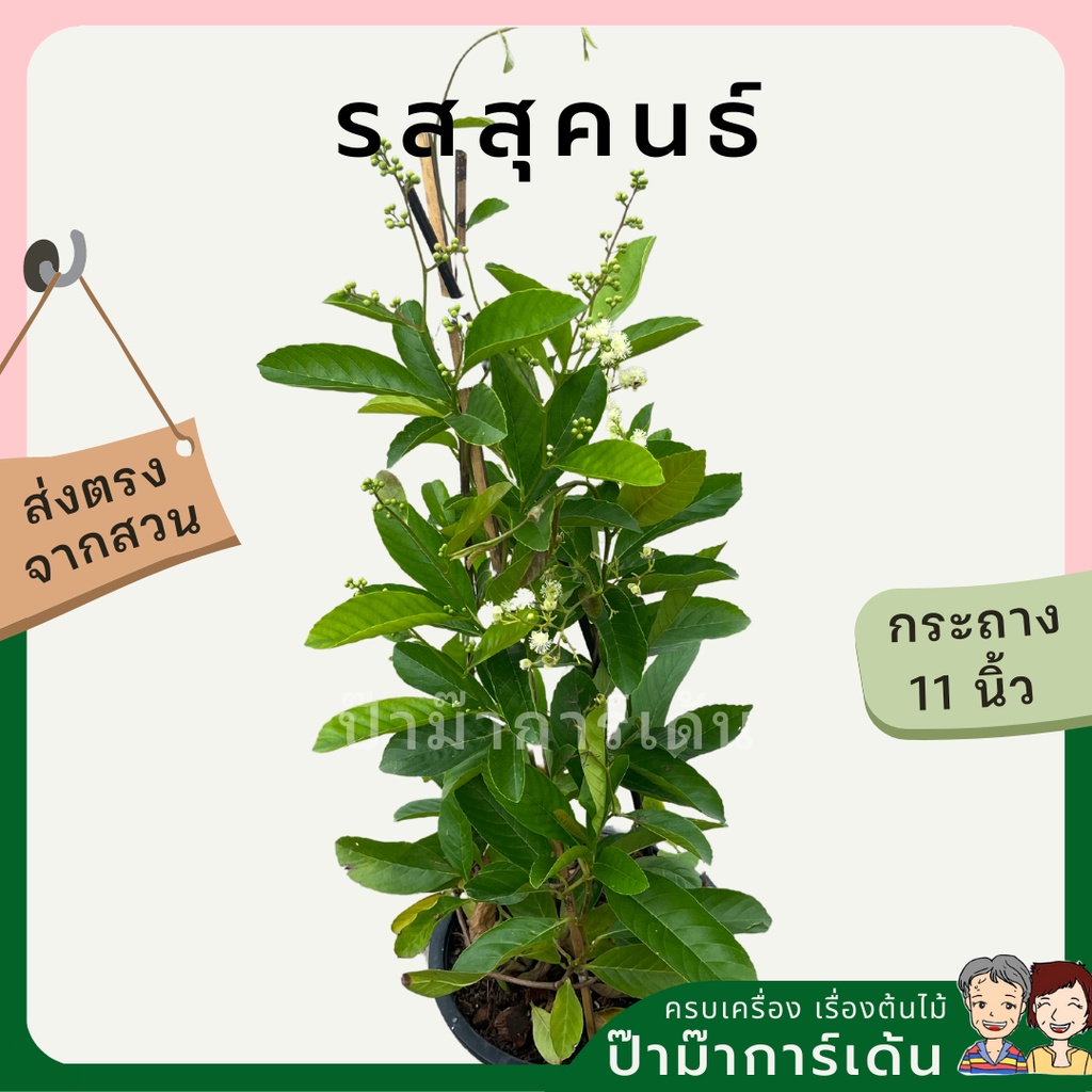 มุมมอง 2