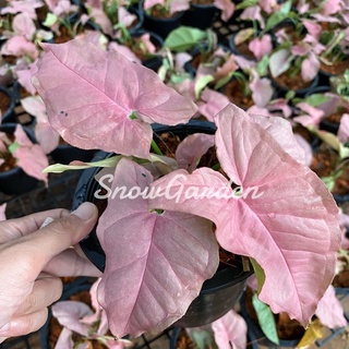 ออมชมพู 🪴 PINK SYNGONIUM​ กระถาง5นิ้ว