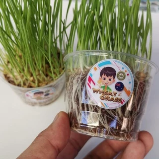 เมล็ดข้าวสาลี ขนาด 500 กรัม เกรดนำเข้า หญ้าแมว อัตราการงอกสูง เมล็ดต้นอ่อนข้าวสาลี Aus Wheat