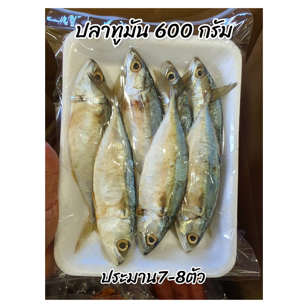 ปลาทูมัน น้ำหนัก 600 กรัม ตัวไซส์ตามภาพสินค้า ไม่เค็มมาก ประมาน 7-8 ตัว