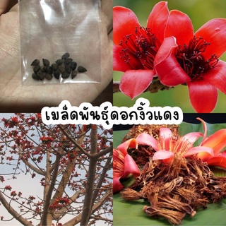 เมล็ดพันธุ์ต้นงิ้ว แดง งิ้วหนาม อัตราการงอกสูง 30 เมล็ด