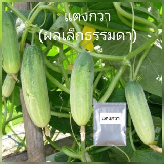 เมล็ดพันธุ์ แตงกวา 40เมล็ด เมล็ดพัน​ธุ์ดี​ งอก​ง่าย​งอกไว แตงกวาผลเล็กกรอบอร่อย