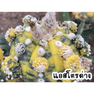 🌵เมล็ดพันธุ์แคคตัสกระบองเพชร🌵เมล็ดแอสโตร ด่างmix