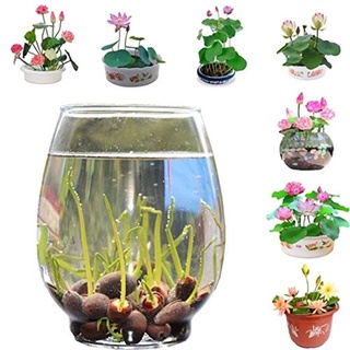 8 เมล็ด เมล็ดบัว คละสี ตัดหัวแล้ว งอกแน่ ของแท้ 100% เมล็ดพันธุ์ ดอกบัว ปลูกบัว เม็ดบัว Lotus seeds.