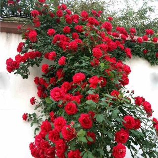 เมล็ดดอกกุหลาบ Red Rose Seeds DIY Home Garden flower seeds plants กุหลาบเลื้อย ต้นไม้ประดับ เมล็ดพันธุ์พืช ดอกกุหลาบปลูก