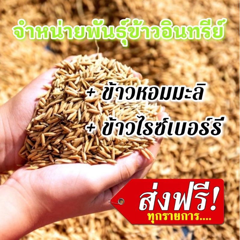 ‼️ส่งฟรี!! เมล็ดพันธุ์ข้าว​ / พันธุ์ข้าวไรซ์​เบอร์​รี่​ / พันธุ์หอมมะลิ105