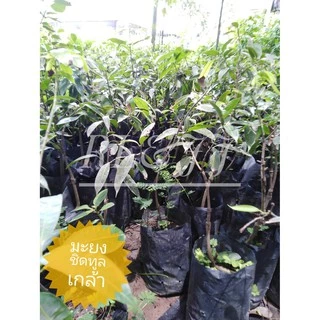 2 ต้น*ต้นมะยงชิดทูลเกล้า ให้ผลใหญ่เท่าไข่ไก่กรอบ มีสินค้าพร้อมส่ง