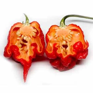 พริกเผ็ดดดดดดที่สุดในโลก!!📌ถูกที่สุด19 บ.📌5-10 เมล็ด 🌶carolina reaper👉 ☘️ปลูกง่าย ขึ้นไว เผ็ดที่สุด