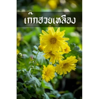 เก๊กฮวย ต้นเก๊กฮวย ดอกเหลือง ดอกดก ทนแล้ง ทนโรค