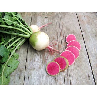 เมล็ด เรดิชแตงโม - Watermelon Radish