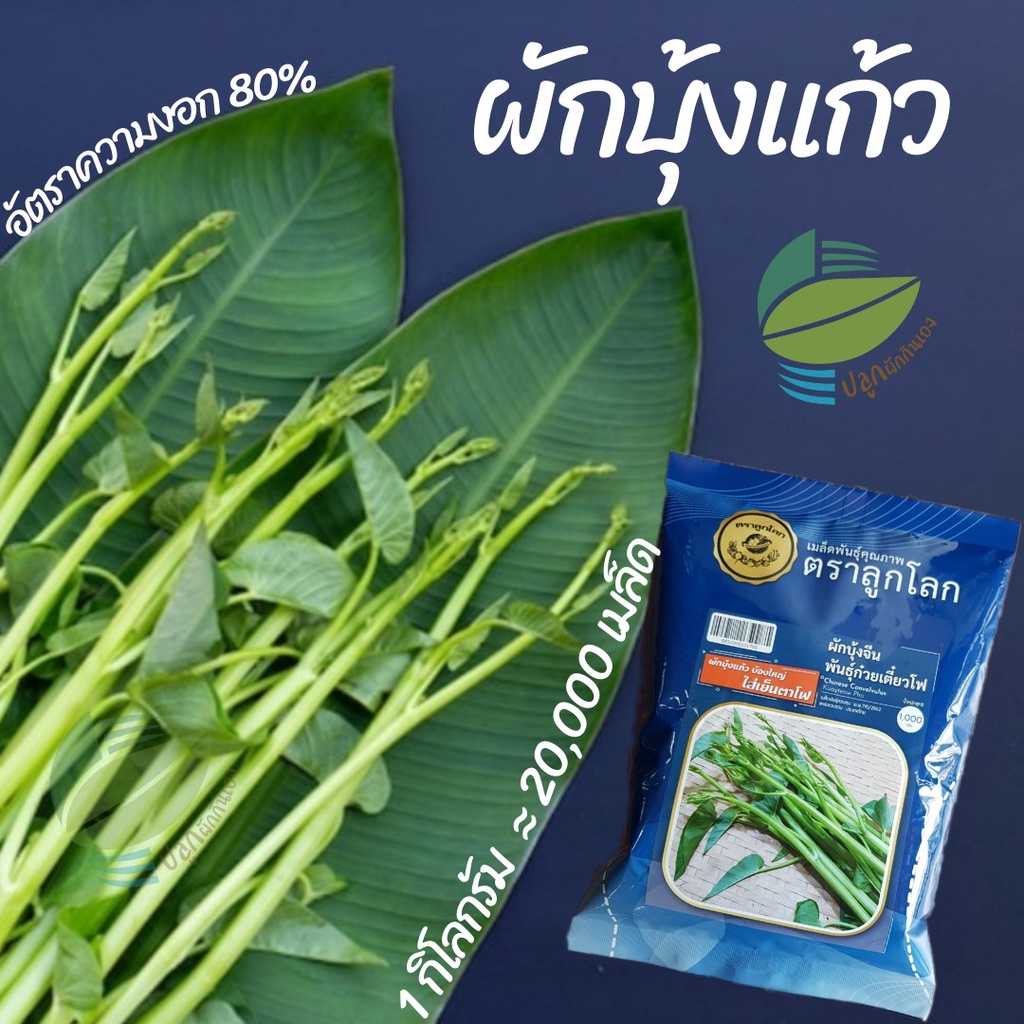 เมล็ดผักบุ้งแก้ว ผักบุ้งแก้ว 20,000 เมล็ด (1 kg) ต้นอ่อนผักบุ้ง