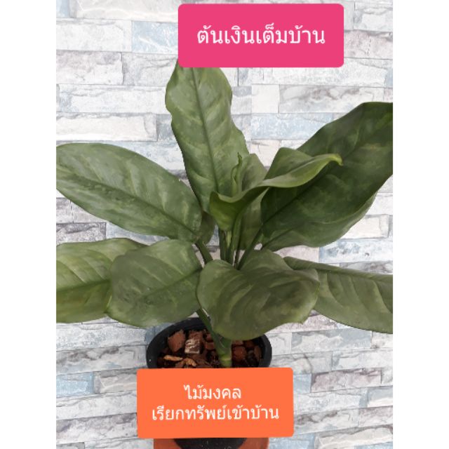 ต้นเงินเต็มบ้าน ไม้มงคลนามเสริมศิริมงคลในชีวิต ทั้งความเจริญรุ่งเรืองในหน้าที่การงาน เสริมความร่ำรวยมีเงินเข้าบ้าน