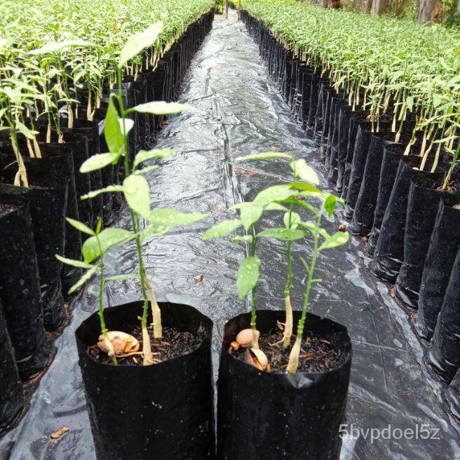 ต้นผักหวานป่าพันธุ์สีทอง,แบบกล้าเมล็ด,ใน1ถุงมีผัก2หรือ3ต้น,สั่ง10แถม1ถุงColorLycopersiconPurityCabbageChamomileSunflower