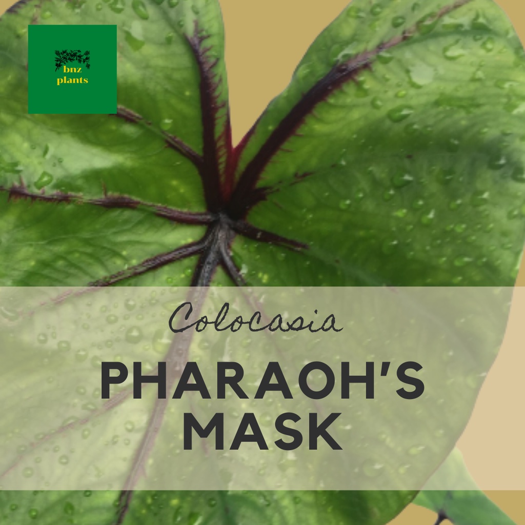 หน้ากากฟาโรห์ Colocasia Pharaoh’s Mask