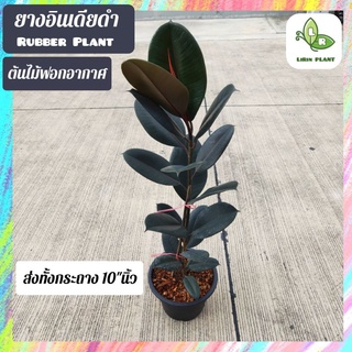 ต้นยางอินเดียดำ Rubber Plant (ต้นใหญ่60-80Cm.) ส่งทั้งกระถาง