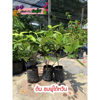 ต้นชมพู่ไต้หวัน พร้อมส่ง