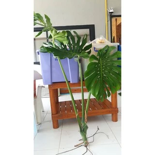 ขายต้นมอนสเตอร่าพันธุ์ไจแอนท์ (Monstera)