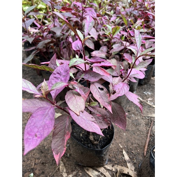 kato_garden, ร้านค้าออนไลน์ Shopee Thailand