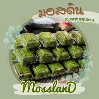 มอสดิน แบบกล่อง สดใหม่ให้เยอะ รีวิวดี ส่งตรงจากสวน มอสจัดสวน มอสสด มอส