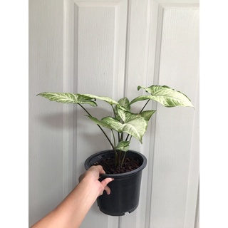 syngonium Lemon green 🍀กระถาง 8"นิ้ว