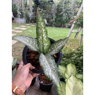 ต้นอุดมทรัพย์ Aglaonema อุดมทรัพย์ ไม้มงคล ส่งพร้อมกระถาง 6 นิ้ว