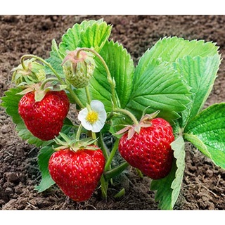 เมล็ดพันธุ์ Strawberry สายพันธุ์ Fort Laramie 50 เมล็ด เมล็ดพันธุ์นำเข้าจาก ยุโรป อัตราการงอก 90 % ส่งพร้อมคู่มือการปลูก