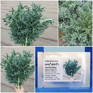 ขายดี สวนครัว/เมล็ดพันธุ์ เคลไฮดร้า (Hydra Kale F1 Seed) บรรจุ 20 เมล็ด คุณภาพดี ราคาถูก ของแท้/ขายดี พันธุ์ อินทรีย์ 0N