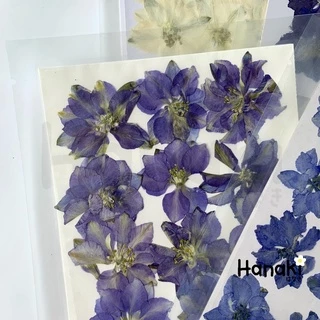 【พร้อมส่ง】ดอกเดลฟินเนียมทับแห้ง (Delphinium) ดอกไม้จริงทับแห้ง ดอกไม้ทับแห้ง Pressed Flowers💐