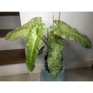 ต้นฟิโลเดนดรอนพารัซโซ่เวอเด้ด่าง Philo.Paraiso Verde Variegated