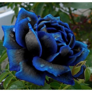 30 เมล็ด เมล็ดพันธุ์ กุหลาบ สีน้ำเงิน Rose Seeds ดอกใหญ่ นำเข้าจากต่างประเทศ พร้อมคู่มือ เมล็ดสด ใหม่