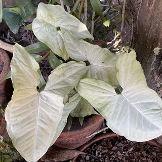 ออมเงินใบใหญ่ ขาวสวย syngonium white imperial