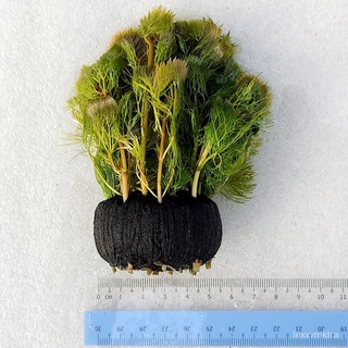 Cabomba Wodna | (SUBMERGED) | Cabomba Aquatica | Green Cabomba |  Aquatic Live Plants | Fanwort Plant母婴/芹菜/通心菜/生菜/香菜/内裤/