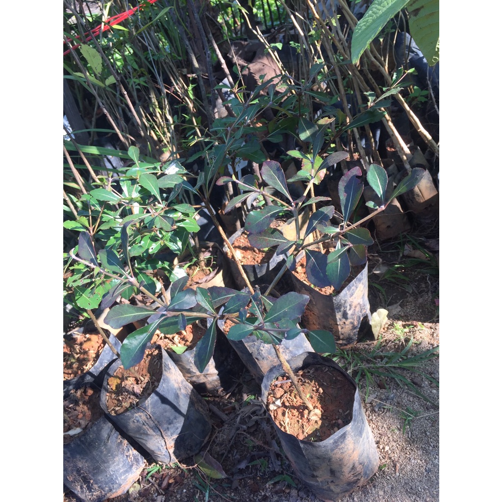 ต้นพันธุ์ ต้นหูกระจง หรือ แผ่บารมี (Terminalia ivorensis Chev.) ไม้ประดับ 59 บาท