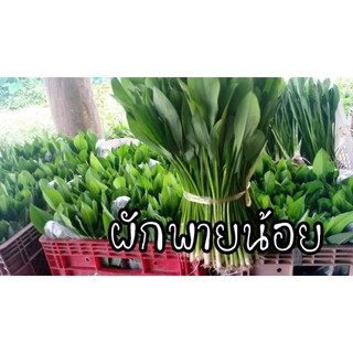 เมล็ดพันธุ์ผักพายน้อยเงินแสน