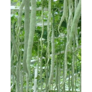 เมล็ดพันธุ์ บวบงูขาว (White Snake Gourd) บรรจุ 4 เมล็ด ขนาดผล 4.2*45 ซม. ผลผลิตสูง