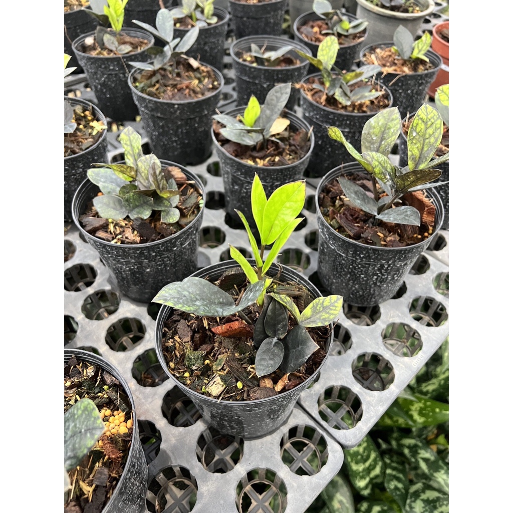 มุมมอง 2