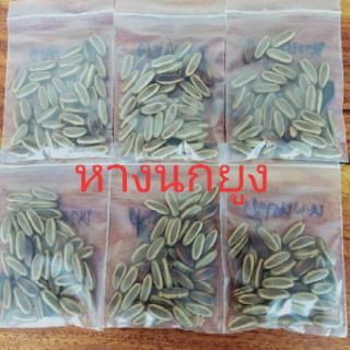 เมล็ดพันธุ์หางนกยูง(50เมล็ด/99บาท)