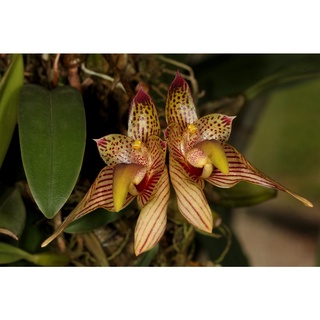 กล้วยไม้ สิงโตสองสี, สิงโตไบคัลเลอร์, Bulbophyllum bicolor กล้วยไม้แปลก หายาก เลี้ยงง่าย