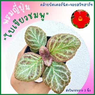 พรมญี่ปุ่น ใบเขียวชมพู คล้ายบัตเตอร์นัท ผสมจอยสวีทฮาร์ท ลายใบน่ารักมาก สีชมพูกับเขียวผสมกันอย่างลงตัว