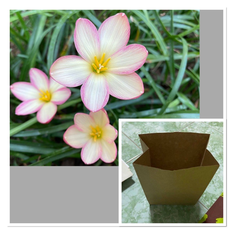 245ก.หัวดอกบัวดินชื่อ จำปา (Champa )หัวละ 10 บาท