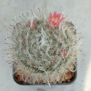 Cake Cactus Farm กระบองเพชร Mammillaria bocasana x multilanata แมมลูกผสม ขนแมว x ขนแกะ