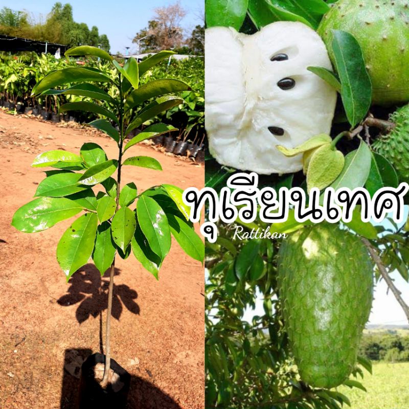 ต้นทุเรียนเทศ (ทุเรียนน้ำ) ต้นไม้รักษามะเร็ง ผลเนื้อเหมือนน้อยหน่า(รับประกันสินค้าชำรุด)