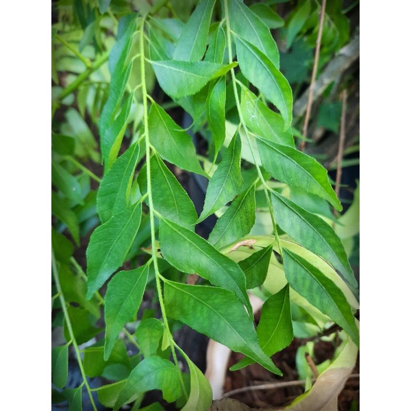 💥คุ้มสุดๆ💥Indian Curry Leaves ใบแกง,หัสคุณ,สมัด,หมุย,เคอรี่ลิฟ,ใบกะหรี่,Curry Leaf Organic100% 50gra