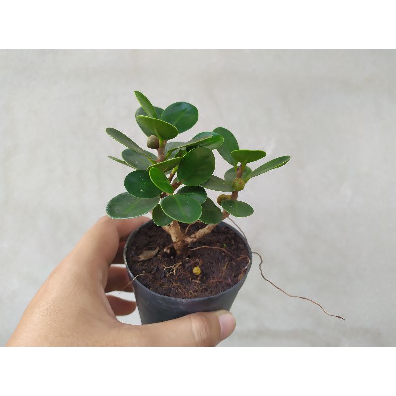 ช้อนเงินช้อนทอง ไม้มงคล ไม้จิ๋ว กระถาง 3 น่ารักๆ บอนไซ เพรมน่า หมากเมเปิ้ล ม่วงเจริญ เชอรี่แคระ สนดำ เมเปิ้ล - รูปที่ 5