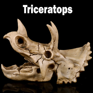 JAPAN โมเดล กะโหลก Skull Triceratops ไทรเซอราทอปส์ ไดโนเสาร์ Dinosaur เรซิ่น Resin ของสะสมคอลเลคชั่นพิเศษ ตกแต่งบ้าน